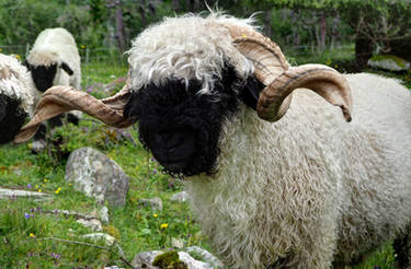 Swiss Blacknose Ram