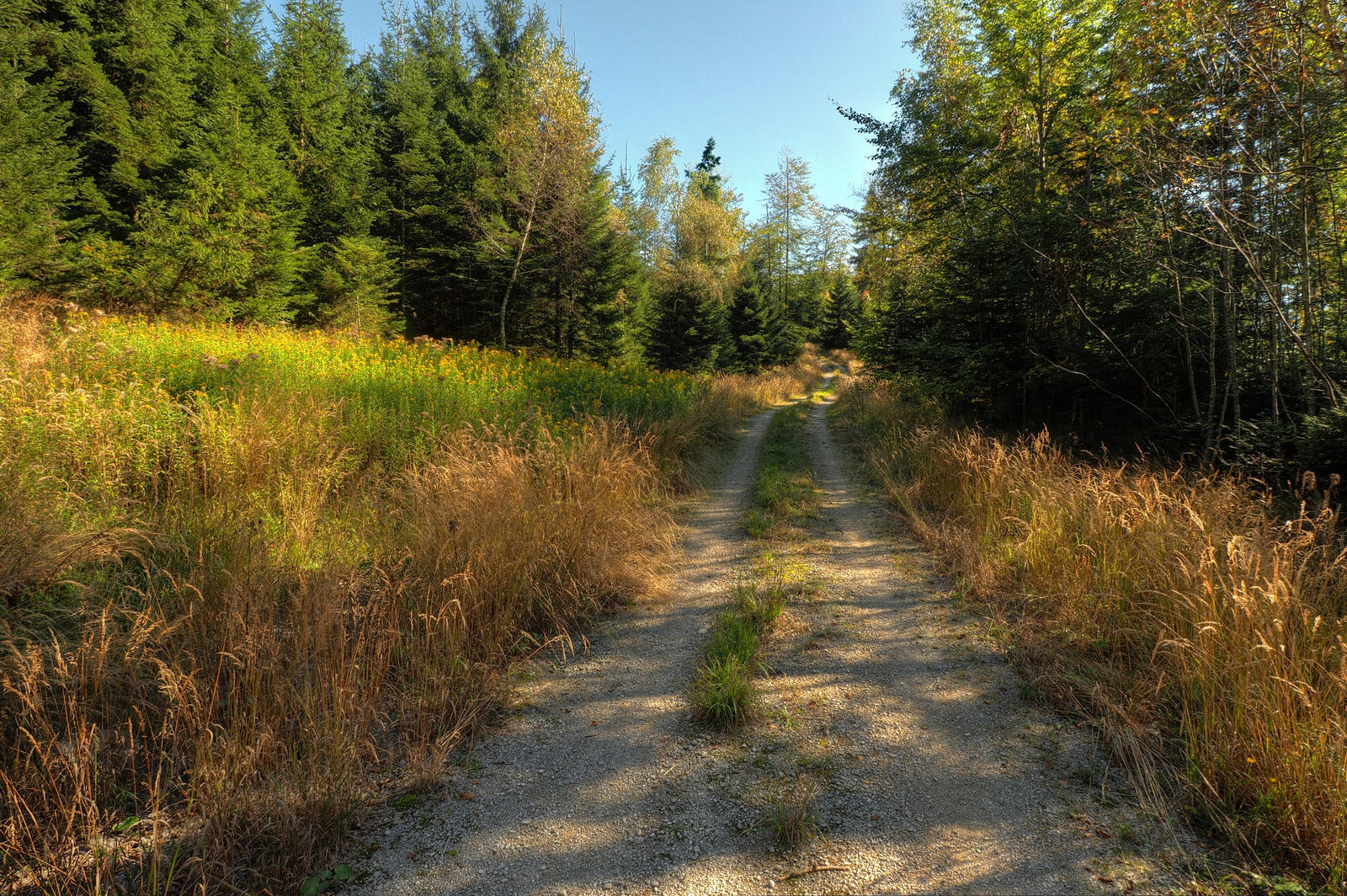 Autumn Walk