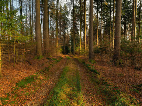 Path Through November Forest