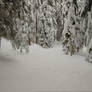 Merry Christmas-Snowy Forest Background