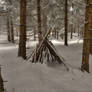 Deep Winter Forest
