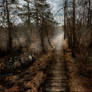 Pathway Through The Marshes