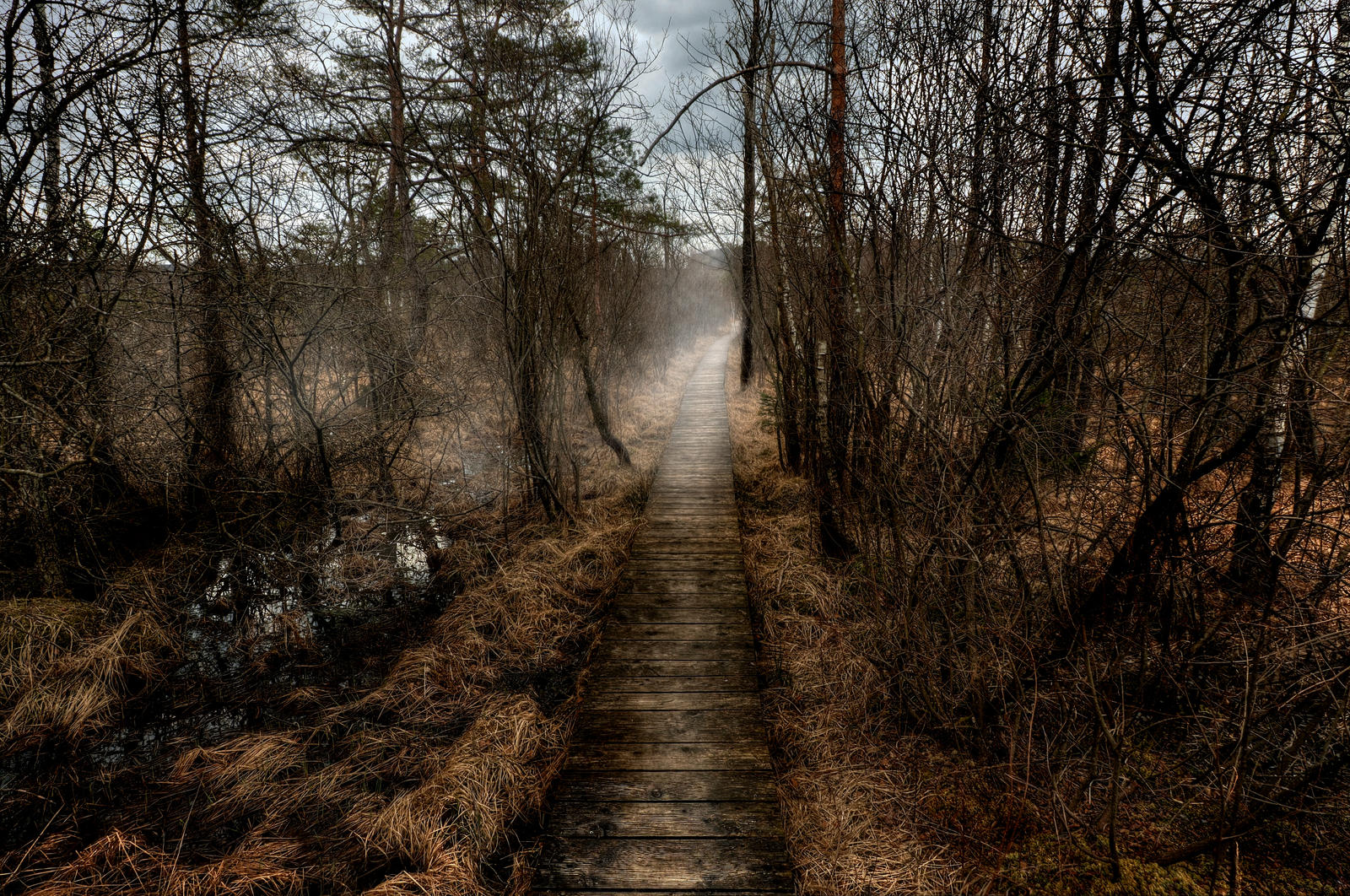 Pathway Through The Marshes