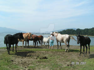 Horses' Island landscape