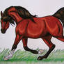 Arabian Horse - crayon