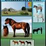 The Garrano Pony Breed Sheet