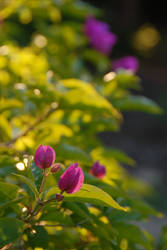 Franceschi Flowers