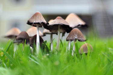 Mushroom Patch II