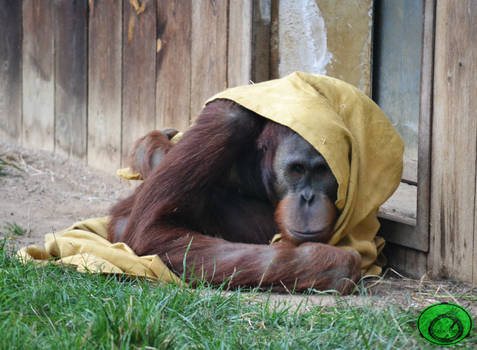 The Orangutan and the Blanket 02