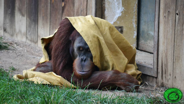 The Orangutan and the Blanket 03