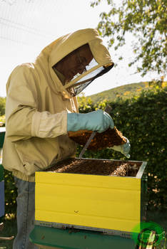 Apiculture - 05 - Beekeeping - 05