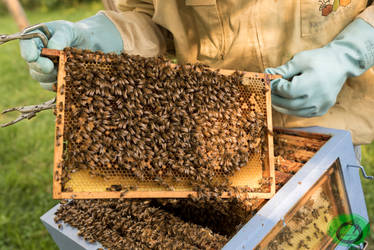 Apiculture - 06 - Beekeeping - 06