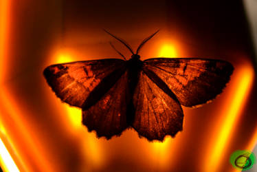 Fire Butterfly - Papillon de Feu