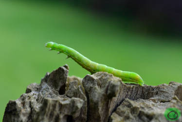 Chenille Arpenteuse - Green Garden Looper