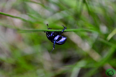 Scarabe acrobate - Acrobat Beetle