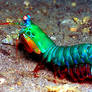 mantis shrimp 2