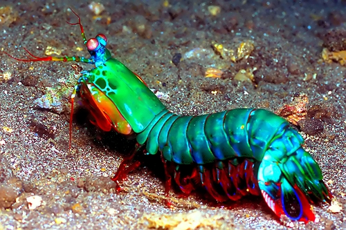 mantis shrimp 2