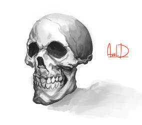 Another skull