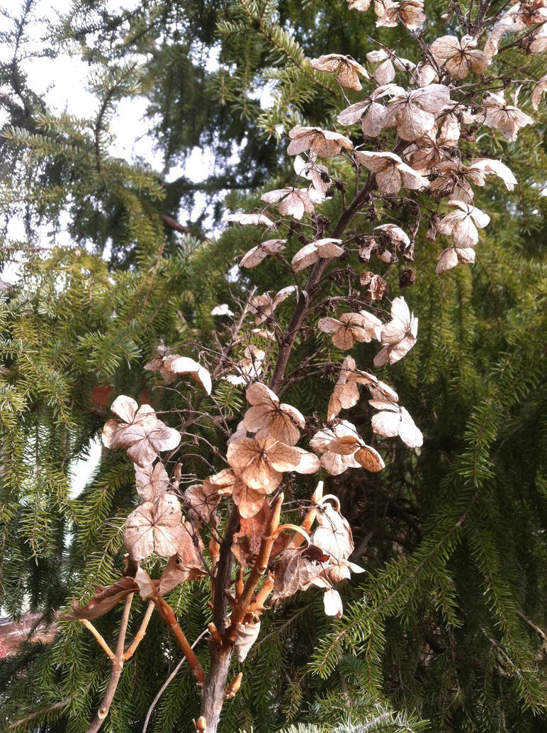 Fancy leaves by angel358845 on DeviantArt