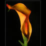 Calla Lily 2