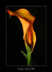 Calla Lily 2 by c3d