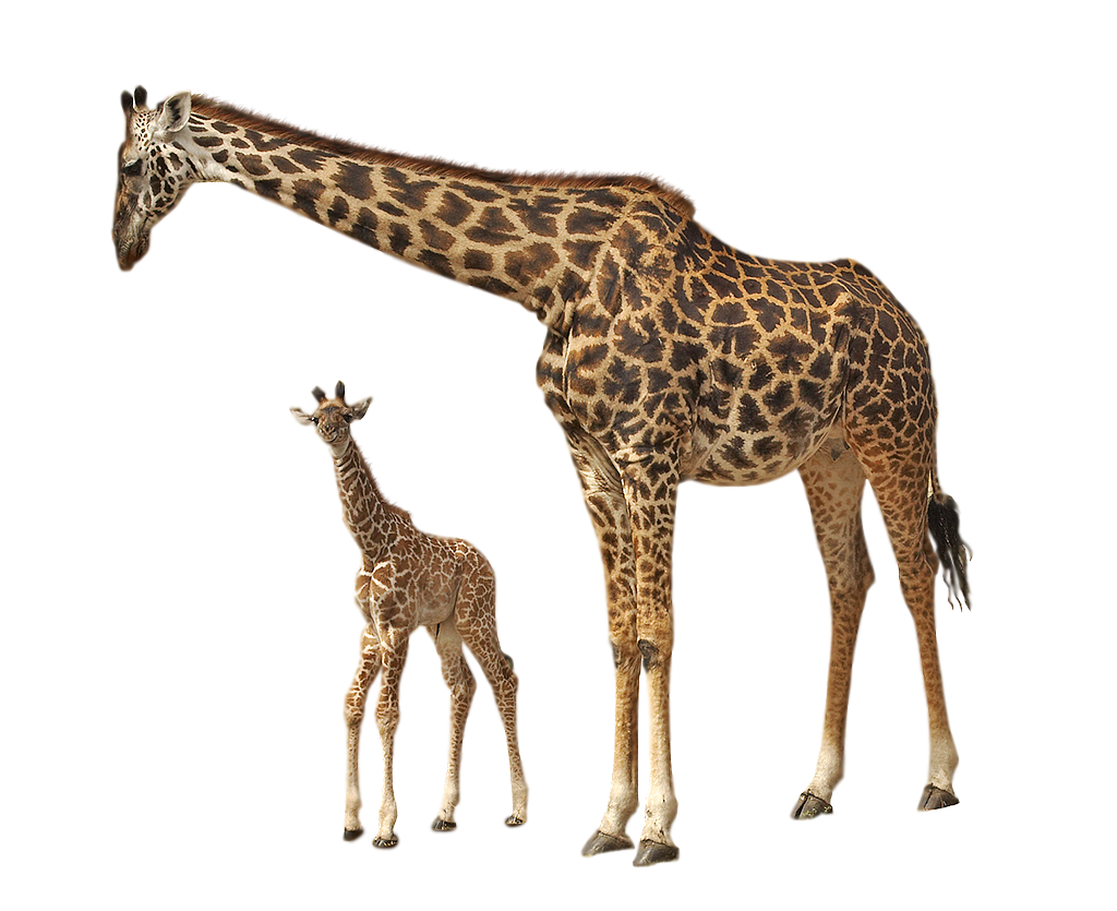 Giraffe Png By Kasirun Hasibuan On Deviantart