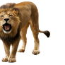 lion png