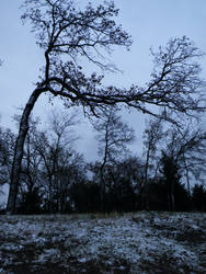 Snowy Tree Portrait