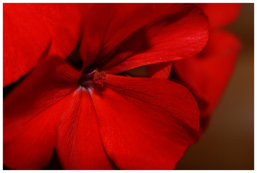 Dressed in Red