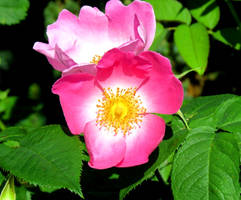 Wild rose