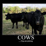 Cows