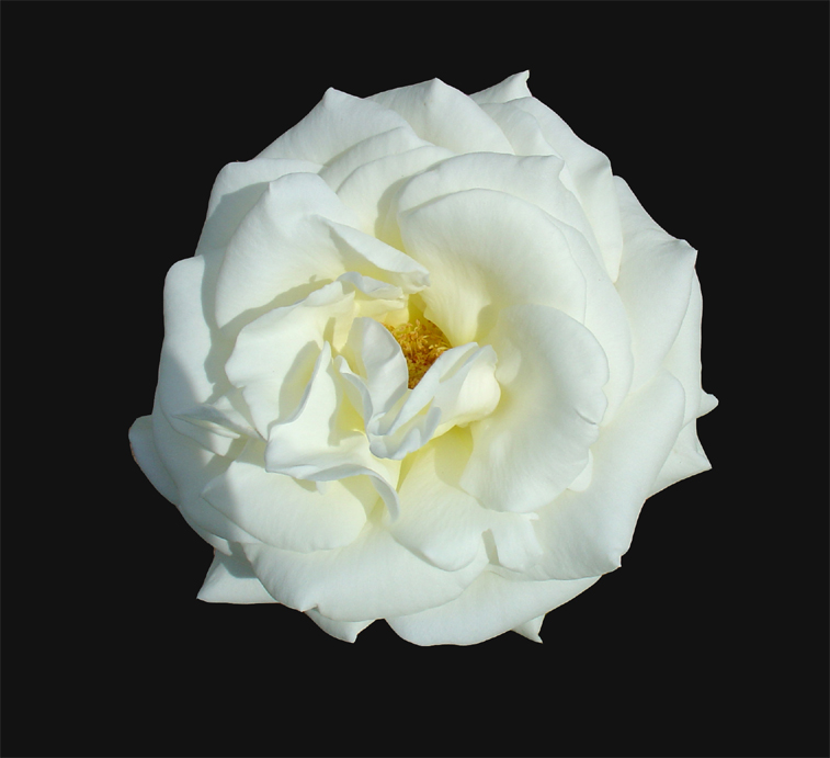 White rose