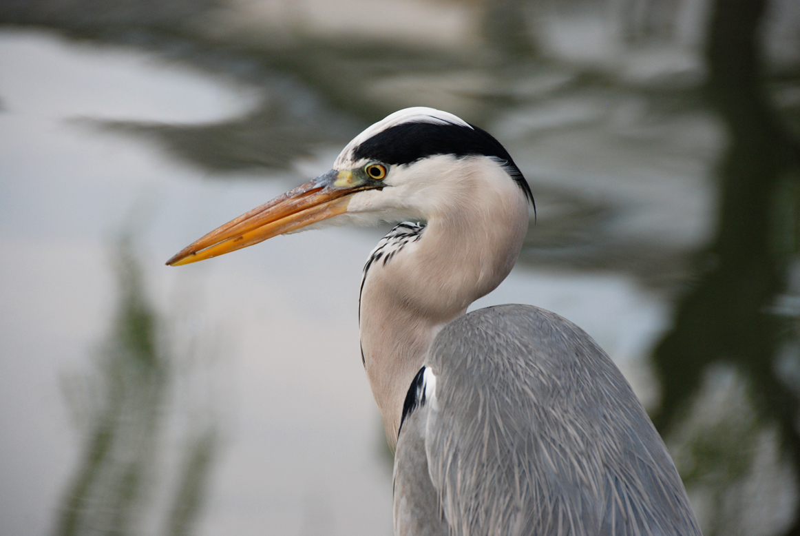 The Crane Wife