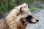 Tanuki 2 by Harlequitmix