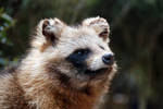 Tanuki by Harlequitmix