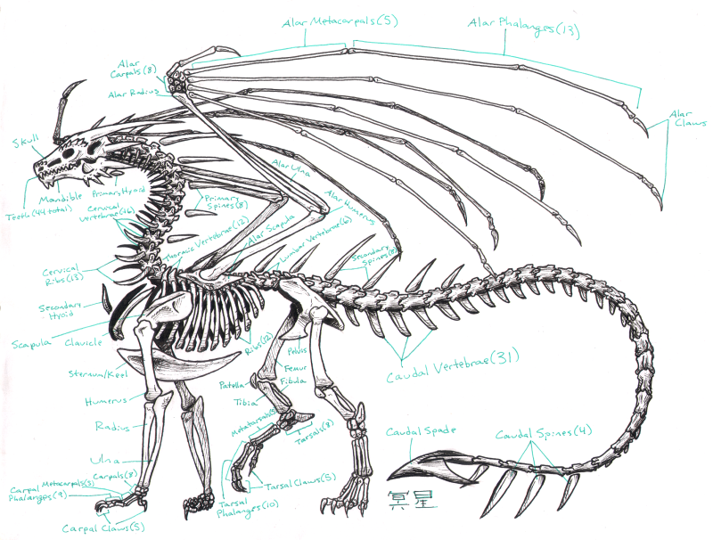 Zha Skeleton Anatomy