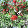 Bottlebrush Butterfly