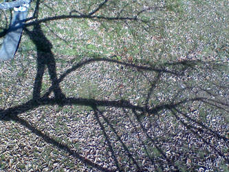 Tree Shadow