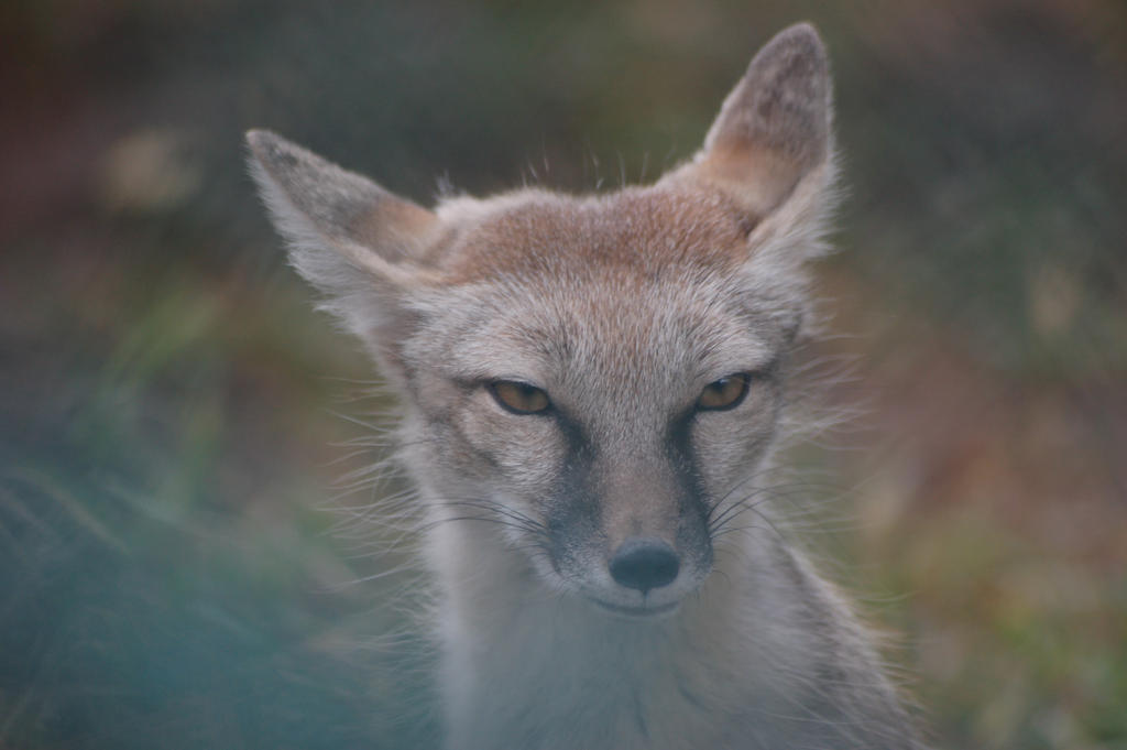 Corsac Fox by Macmoc on DeviantArt