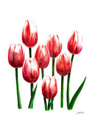 Red tulips