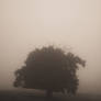 Tree in the mist
