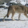 Wolf center male