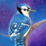 Blue Jay