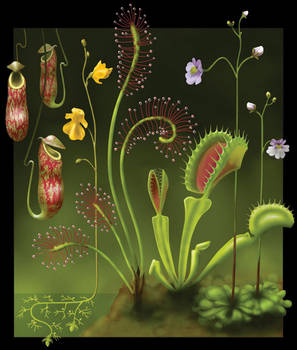 Carnivorous Plants