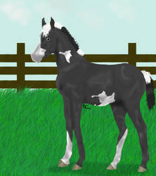 Black Foal