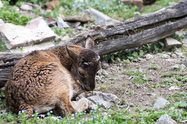 mouflon fawn