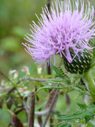 Prickled Beauty