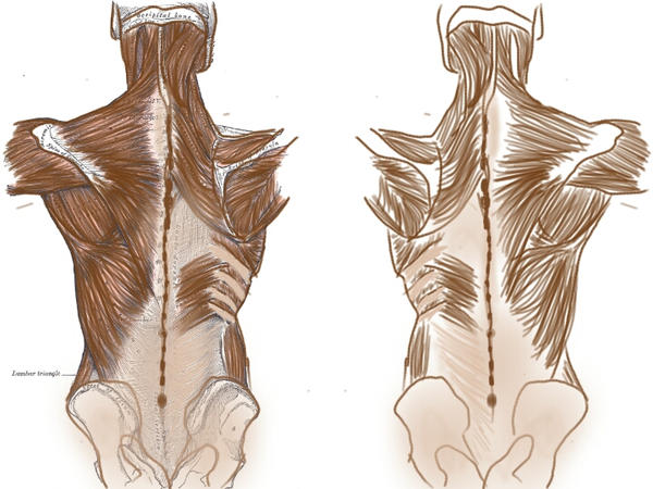 Subhuman Back Human Anatomy - Back by pandanat9 on DeviantArt