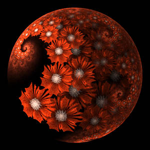 Poppies