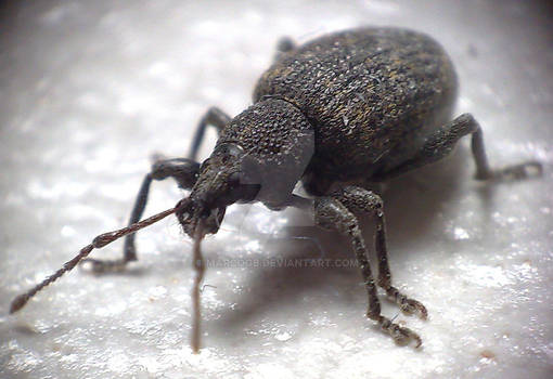 Marco Bug marcogb User Profile | DeviantArt